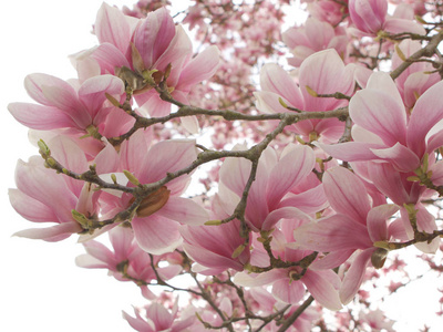 春天树枝上盛开的粉红色玉兰花芽