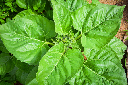 年轻的向日葵叶图片