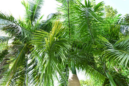 绿棕在花园中的绿叶，热带植物，椰子树和枣棕
