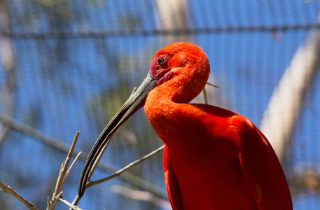 闭上朱红色的大红鸟,长着弯曲的嘴和蓝色的眼睛.照片