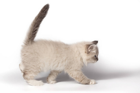 走猫步的猫图片