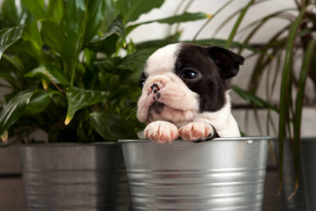 可爱的小狗波士顿猎犬在花盆组成