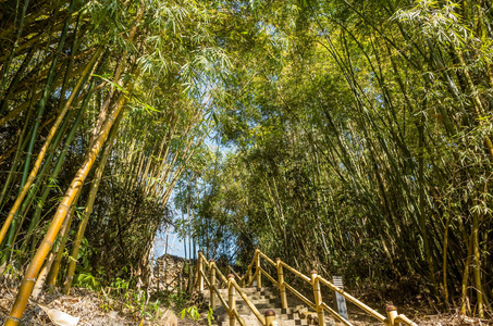 有楼梯的竹林景观