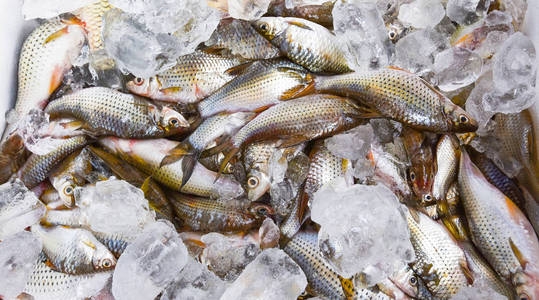 来自亚洲钓鱼河淡水鱼的冰桶鲜鱼