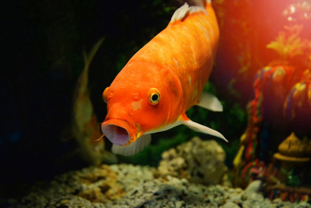 橘色鲤鱼在水下游泳水族馆锦鲤鱼