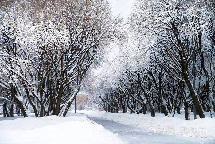俄罗斯的雪冬公园,树枝.天气寒冷