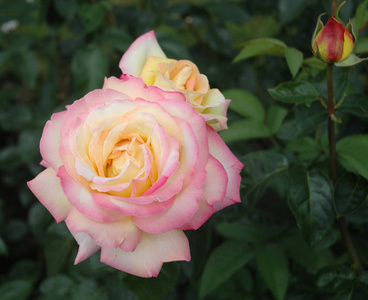 和平玫瑰粉红色和奶油色花瓣的和平玫瑰花照片