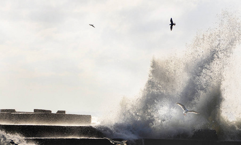 海浪拍打在混凝土码头和海鸥在浪花肆虐。