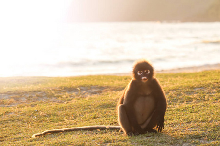 早上，猴子坐在沙滩上，阳光反射，泰国昂通岛的达斯基郎