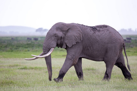 肯尼亚国家公园大草原上的一头大象