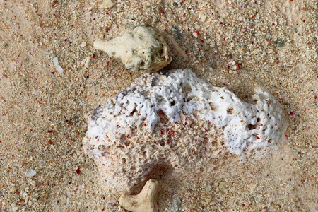 塞舌尔群岛白色沙滩上五颜六色的珊瑚