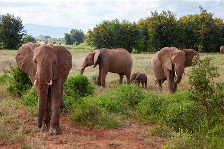 桑布鲁国家公园灌木丛中的大象家族