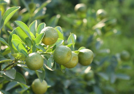 花园里的橘子图片