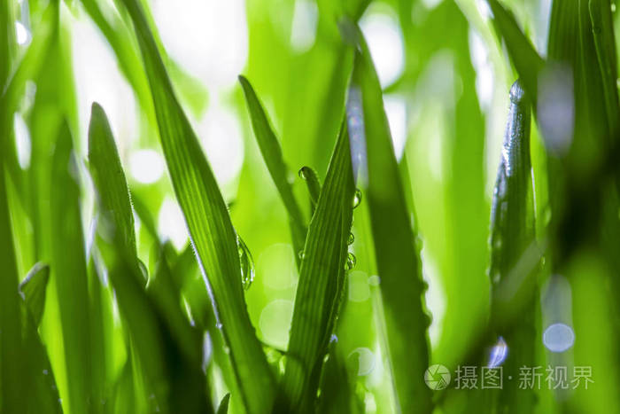 用露水遮住绿草 带有背光的宏观射击 雨后新叶子上的水滴照片 正版商用图片18xda9 摄图新视界 用露水遮住绿草 带有背光的宏观射击 雨后新叶子上的水滴照片 正版商用图片18xda9 摄图新视界