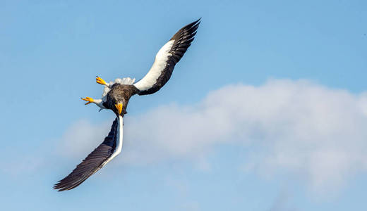 s sea eagle in flight over the sky. Scientific name Haliaeetus 