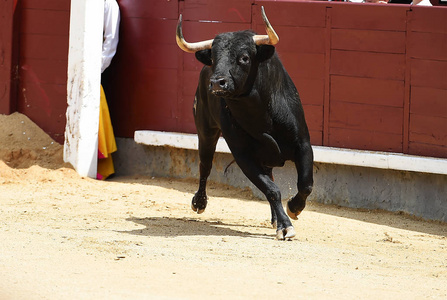 西班牙公牛队的黑牛