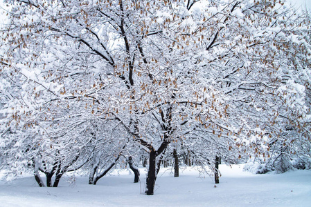 俄罗斯白雪皑皑的冬季公园里有一棵树。 寒冷的天气