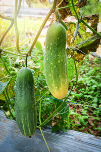 有机菜园农场植物藤本树上生长的新鲜绿色黄瓜，等待采收黄瓜