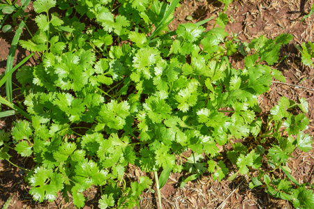 蔬菜有机园中生长在地上的绿色香菜叶