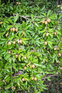 热带水果园树上的新鲜树状果实