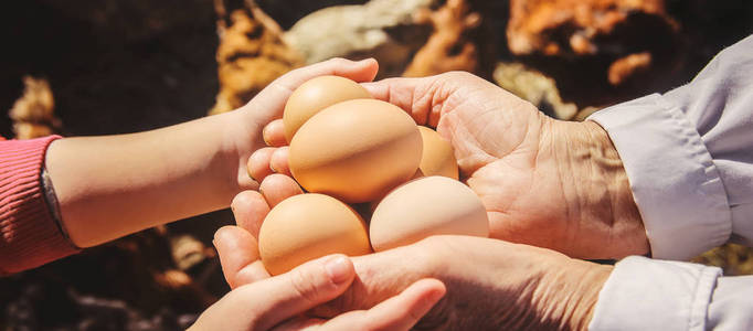 手上拿着家里的鸡蛋。选择性聚焦。农场