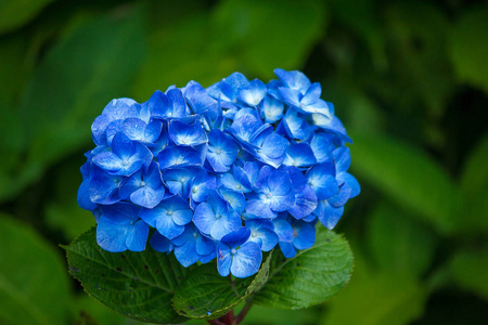 蓝色绣球花在花园里盛开。