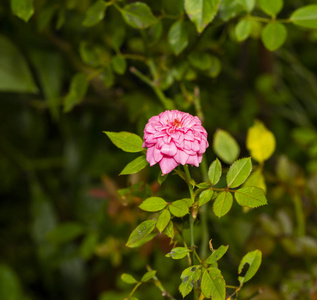 粉红色微型玫瑰花树，花园生长爱