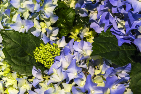 春花礼物。 三月8日，蓝色绣球花在锅里开花。 花店。