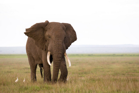 肯尼亚国家公园大草原上的一头大象