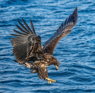 s sea eagle is fishing.  Blue water of the ocean background. Ste