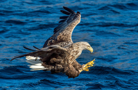 s sea eagle is fishing.  Blue water of the ocean background. Ste