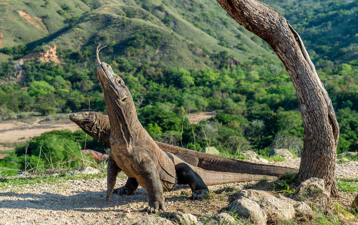 komododragon图片