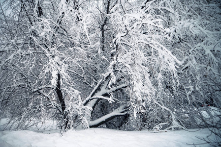 俄罗斯雪冬公园有树枝。 寒冷的天气