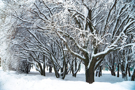 俄罗斯白雪皑皑的冬季公园里有一棵树。 寒冷的天气