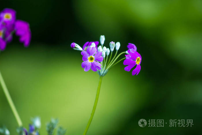 马鞭草盛开在一束心形花瓣中，白色奶油，粉红色，紫色和红色。