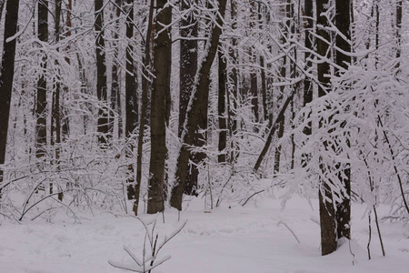 大雪过后，满是积雪的雪地公园