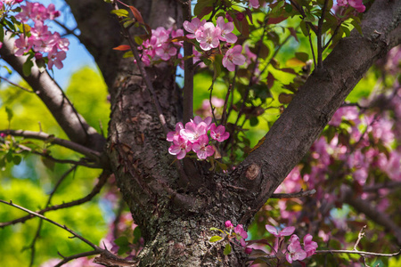 晴天花园里的桃花。 有粉红色花的春天树。 桃树的花枝背景模糊。
