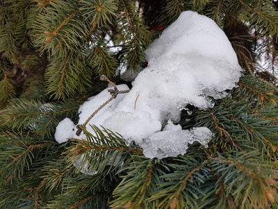 冬天雪中的云杉和松枝