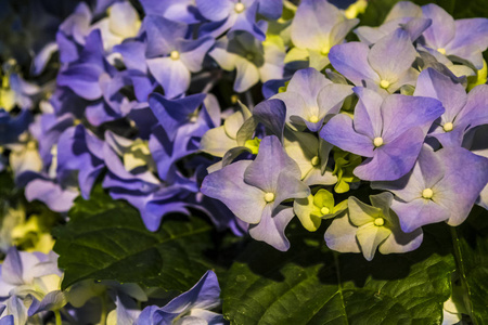 春天的花, 礼物。3月8日蓝色的绣球花在一个锅里。花店。植物植物学