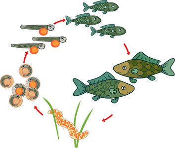 鱼的生长过程顺序图片