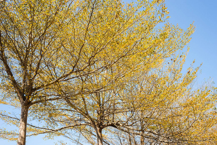 白天，金色的树叶映衬着蓝天