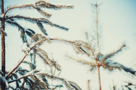 俄罗斯美丽的冬雪覆盖森林中的绿松子