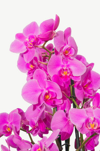 兰花分支与隔离在白色背景上的紫罗兰花