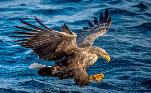 s sea eagle is fishing.  Blue water of the ocean background. Ste