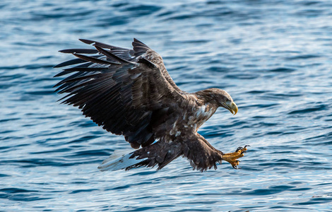 s sea eagle is fishing.  Blue water of the ocean background. Ste