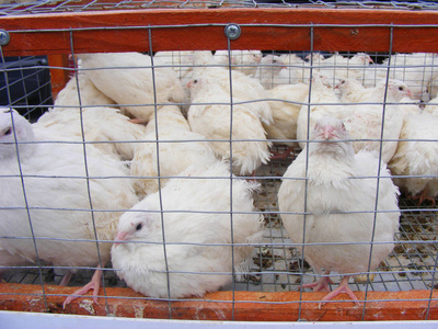 家禽农场笼子里的白鹑肉比赛