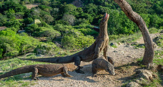 科莫多龙。 科莫多龙抬起头，张开嘴。 世界上最大的活蜥蜴。 科学名称Komodoens is。 自然栖息地岛Rinca。 印度