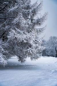 降雪后公园里的树被雪完全覆盖了。