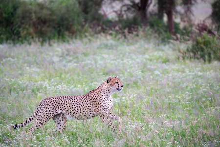 肯尼亚国家公园草原上的猎豹