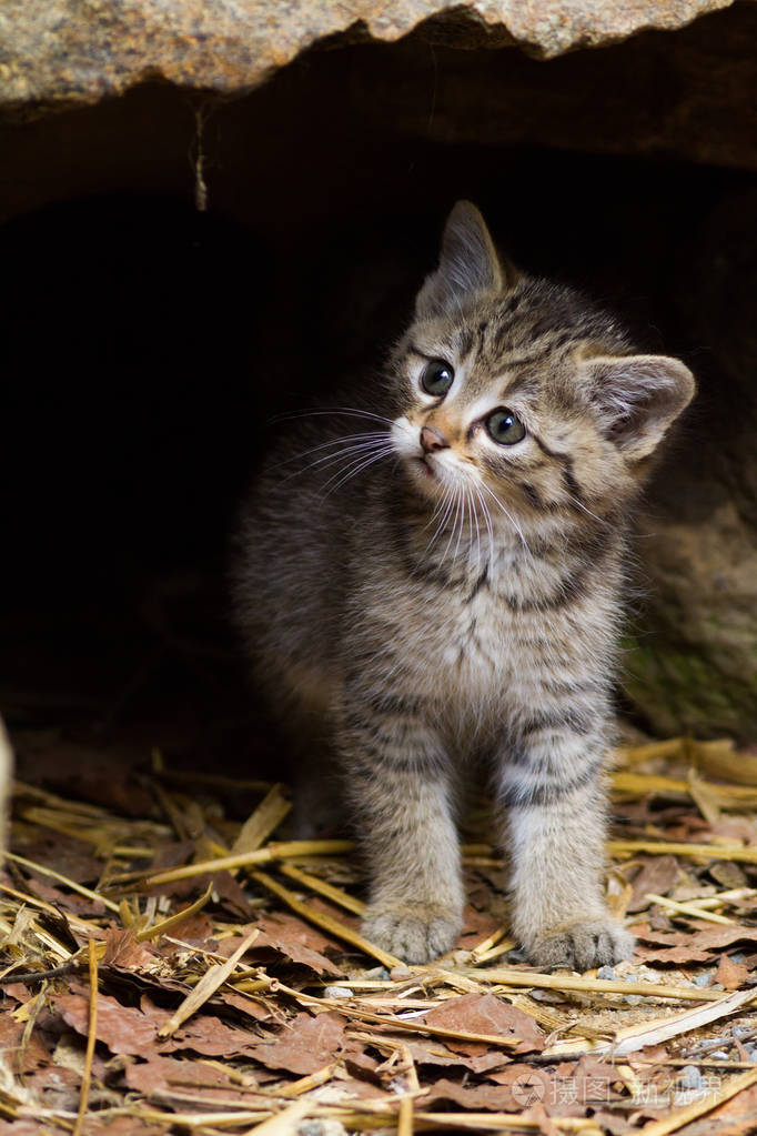 可爱的野猫猫的肖像